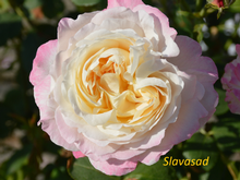 Andre Brichet (Андре Бріше) (Мультифлора)